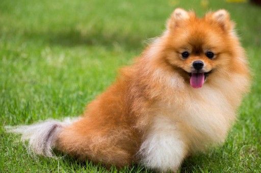 比熊犬优缺点及适合人群(比熊犬的性格和脾气)