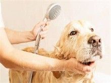 大兴区黄村爱喜宠物店 宠物美容 宠物洗澡收售幼犬