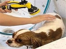 大兴区黄村爱喜宠物店 宠物美容 宠物洗澡收售幼犬