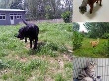 大兴黄村宠物寄养 宠物狗猫养老收养 价格低环境好可接送