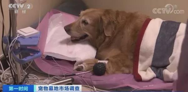 昌平宠物火化_宠物火化北京_宠物火化北京昌平