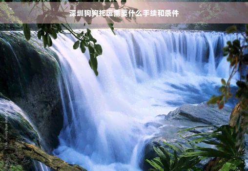 深圳狗狗托运需要什么手续和条件