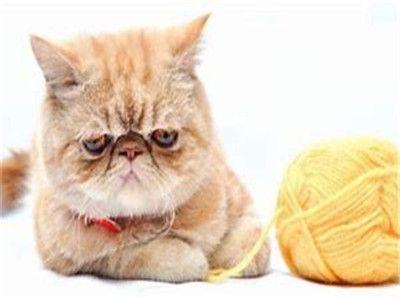 加菲猫