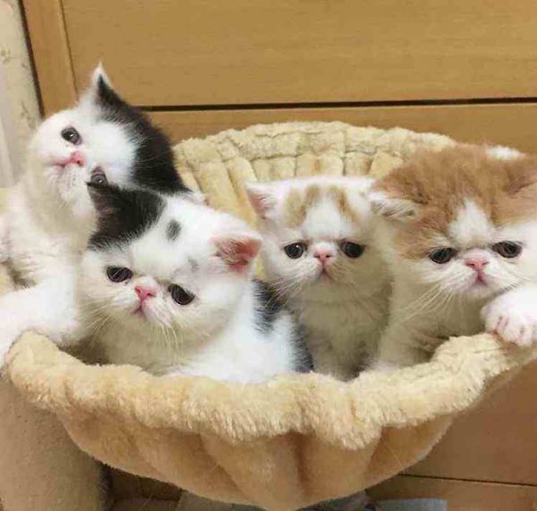 养加菲猫要注意什么?