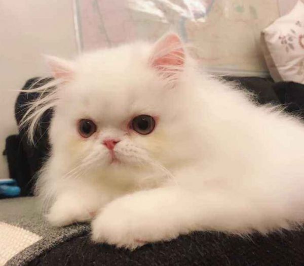 加菲猫怎么养比较好?