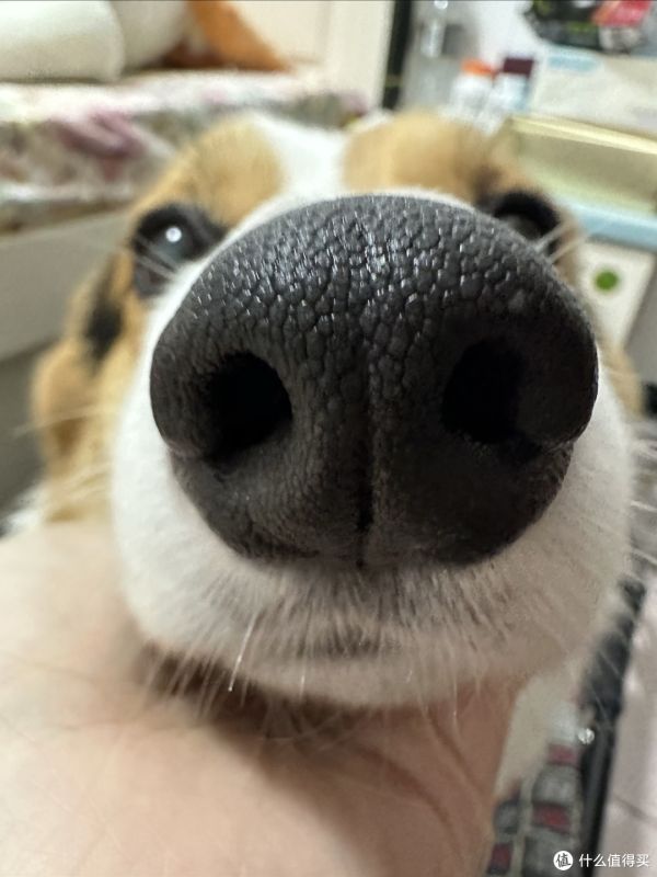 嗅闻对狗有多重要?