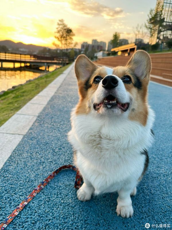 嗅闻对狗有多重要?