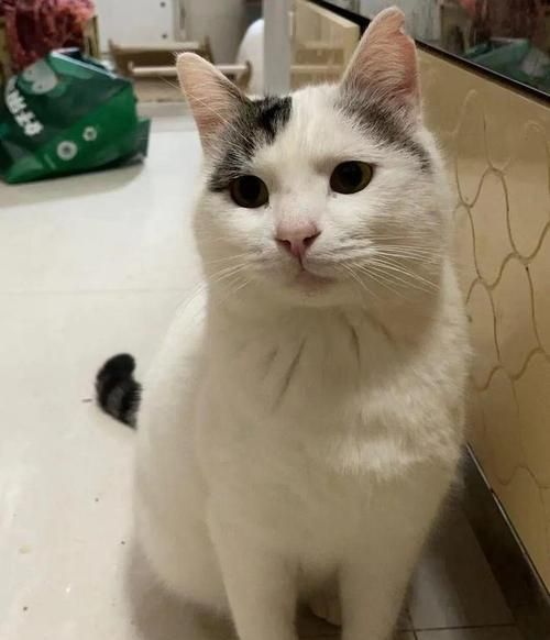 宠物亮毛大揭秘（猫咪和狗的美丽养成计划/毛发健康从饮食开始/让宠物亮起来的秘诀）