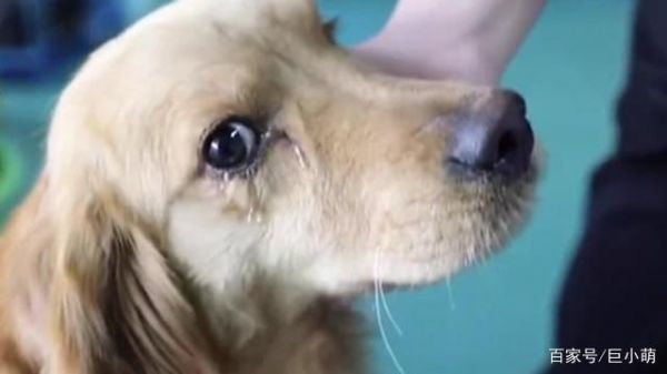 狗狗都哭成这样了，你告诉我不是因为伤心狗狗流泪的5大原因