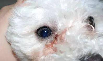 狗狗为什么会哭？