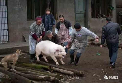 主人杀年猪 狗狗偷吃猪肉被撑死