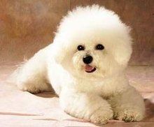 巴比熊犬
