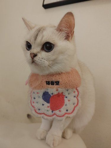 撸猫日记