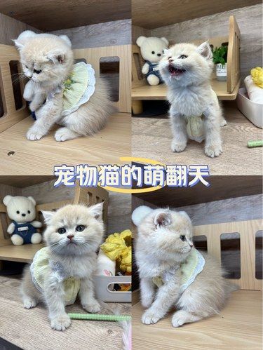 强烈推荐的猫舍[点赞]
