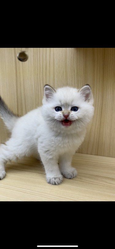 成都金点猫咪看这里！