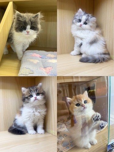 成都超绝猫舍推荐！！！