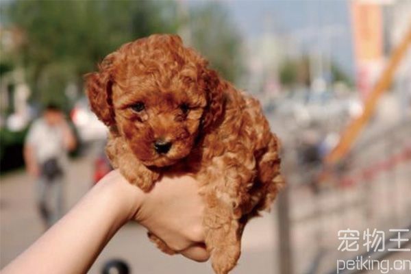 怎么训练茶杯犬记住自己的名字？茶杯犬训练教程及技巧