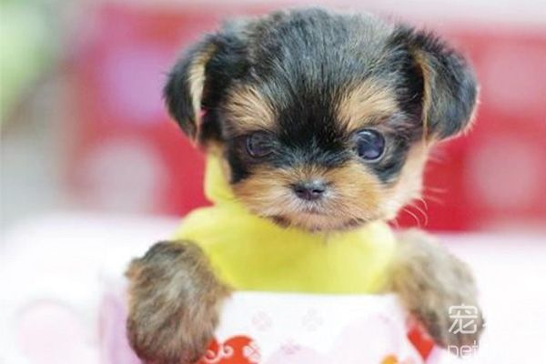 茶杯犬的训练方法都是什么？茶杯犬能训练吗？