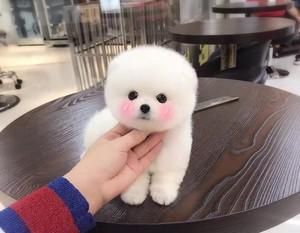 博美和茶杯犬——可爱的宠物世界（探秘小型犬的魅力）