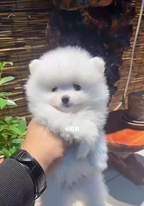 博美和茶杯犬——可爱的宠物世界（探秘小型犬的魅力）