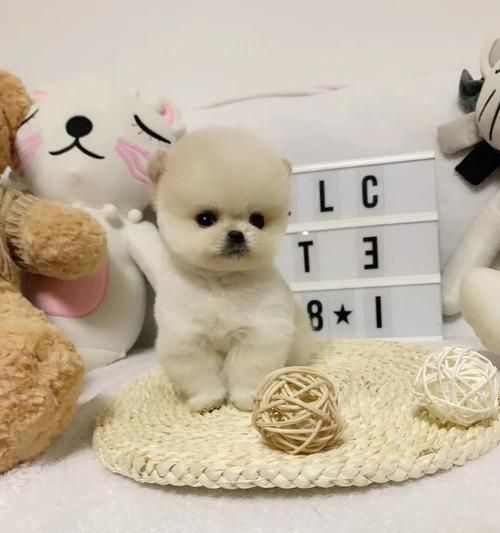 博美和茶杯犬——可爱的宠物世界（探秘小型犬的魅力）