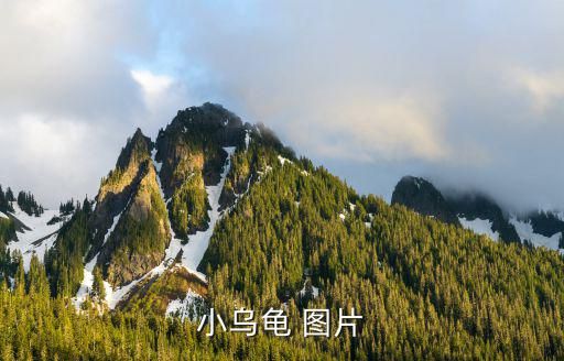 小乌龟 图片