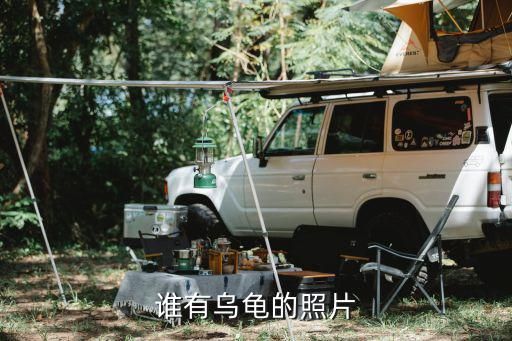 谁有乌龟的照片