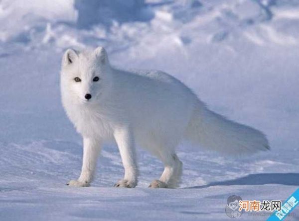 白狐可以养吗?狐狸怎么养?