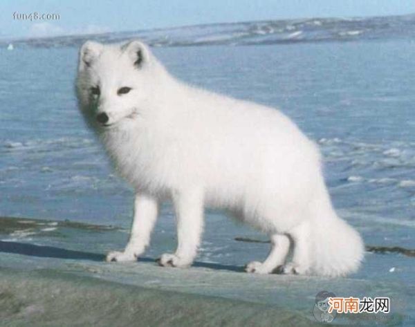 白狐可以养吗?狐狸怎么养?