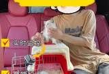 广州宠物猫托运-上门服务快速送达