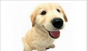 犬种百科之金毛巡回猎犬