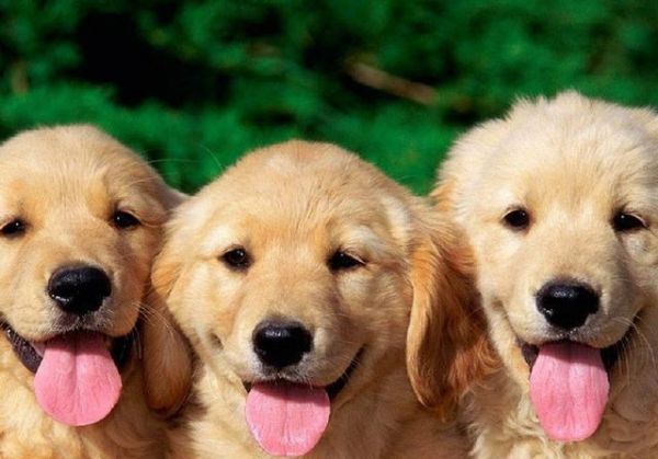 犬种百科之金毛巡回猎犬
