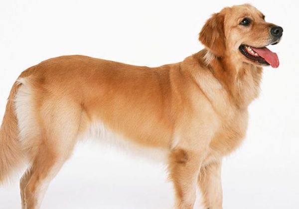 犬种百科之金毛巡回猎犬