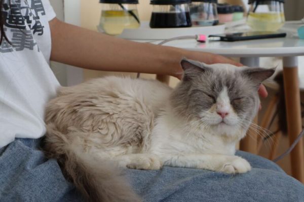 猫睡在枕头旁说明什么,是要保护你,还是伺机报复