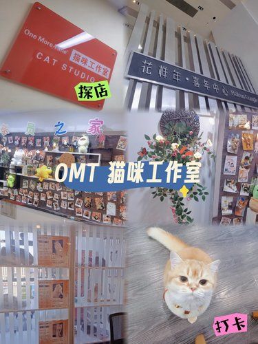 粘人小妖精贴心小伙伴OMT猫咪认养馆