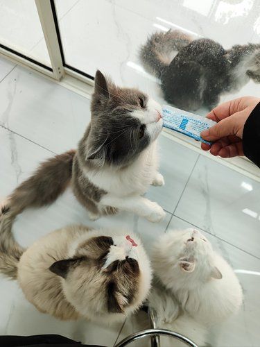 吸猫日常，抵抗不了