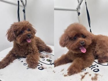 宠物店洗澡弄丢了我家狗子，免费赔了我一只新狗