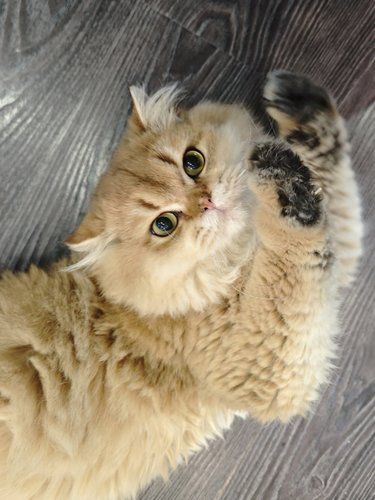 小猫室内悠闲时光