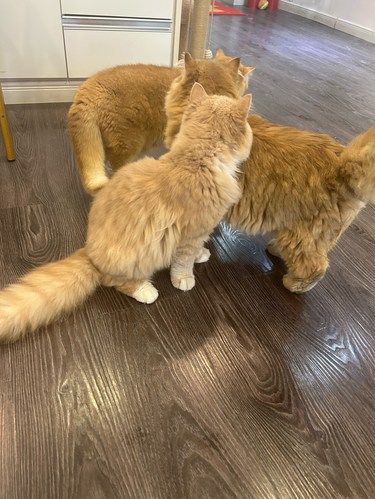 one more time 猫咪认养中心