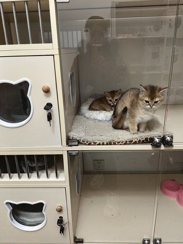 猫星人的小决斗