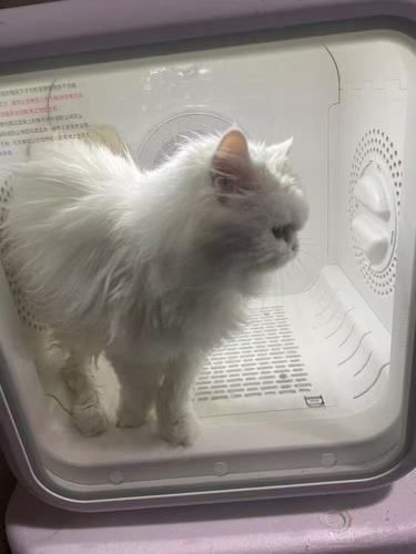 无锡猫咪星球 | 专业猫咪洗澡店