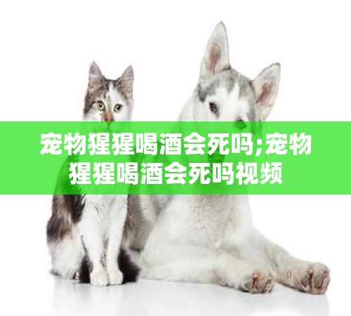 宠物猩猩喝酒会死吗;宠物猩猩喝酒会死吗视频