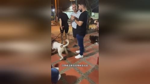 狗狗 -瞧把你们吓的