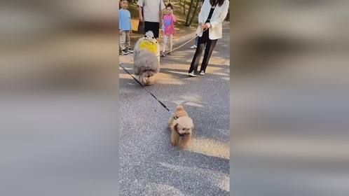 狗狗 -妈妈，那小孩凶我