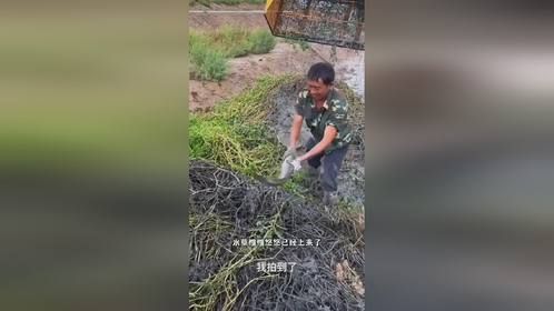 钩机清理河道，草根底下藏大鱼