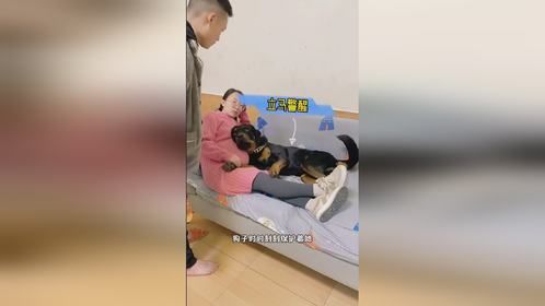 女主人怀孕后，狗狗不许男主人欺负她
