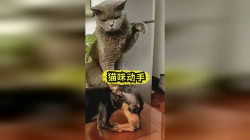 二咪子真是淘气了，真的会下狠手