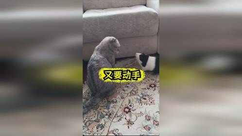 二咪子不听话，打自己的小宠物