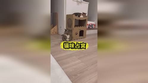 二咪子太坏了，仗着自己个头大欺负人
