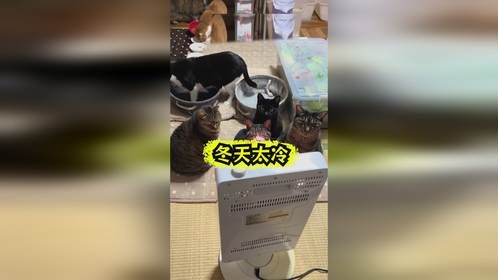 这冬天太冷了，我和二咪子都不敢出屋了